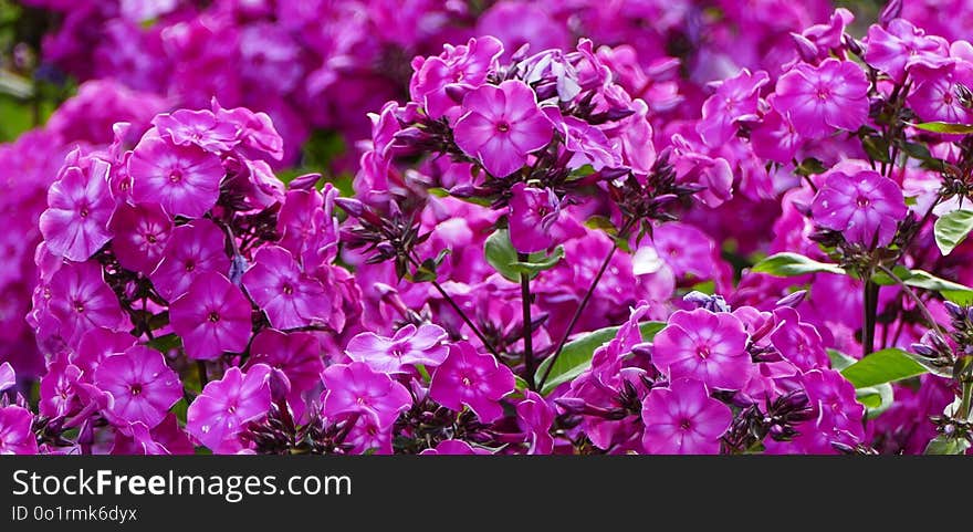 Flower, Plant, Pink, Purple