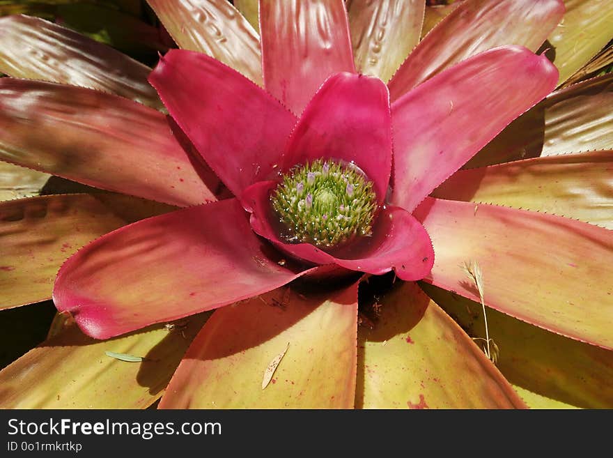 Flower, Plant, Flora, Close Up