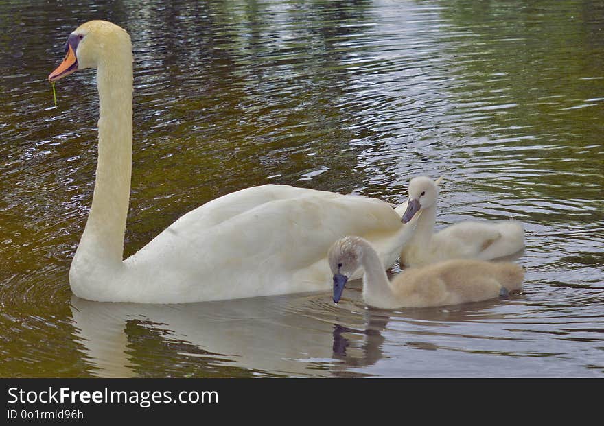 Swan, Bird, Water Bird, Ducks Geese And Swans