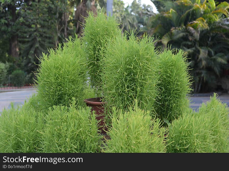 Plant, Vegetation, Tree, Grass