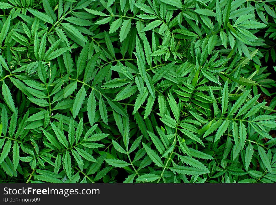 Plant, Leaf, Vegetation, Hemp