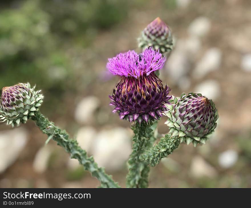 Plant, Thistle, Flowering Plant, Flower