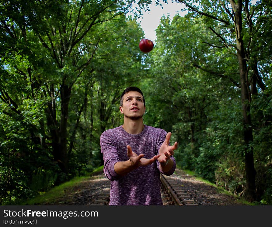 Green, Nature, Tree, Plant