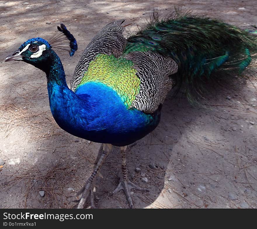 Peafowl, Bird, Galliformes, Beak