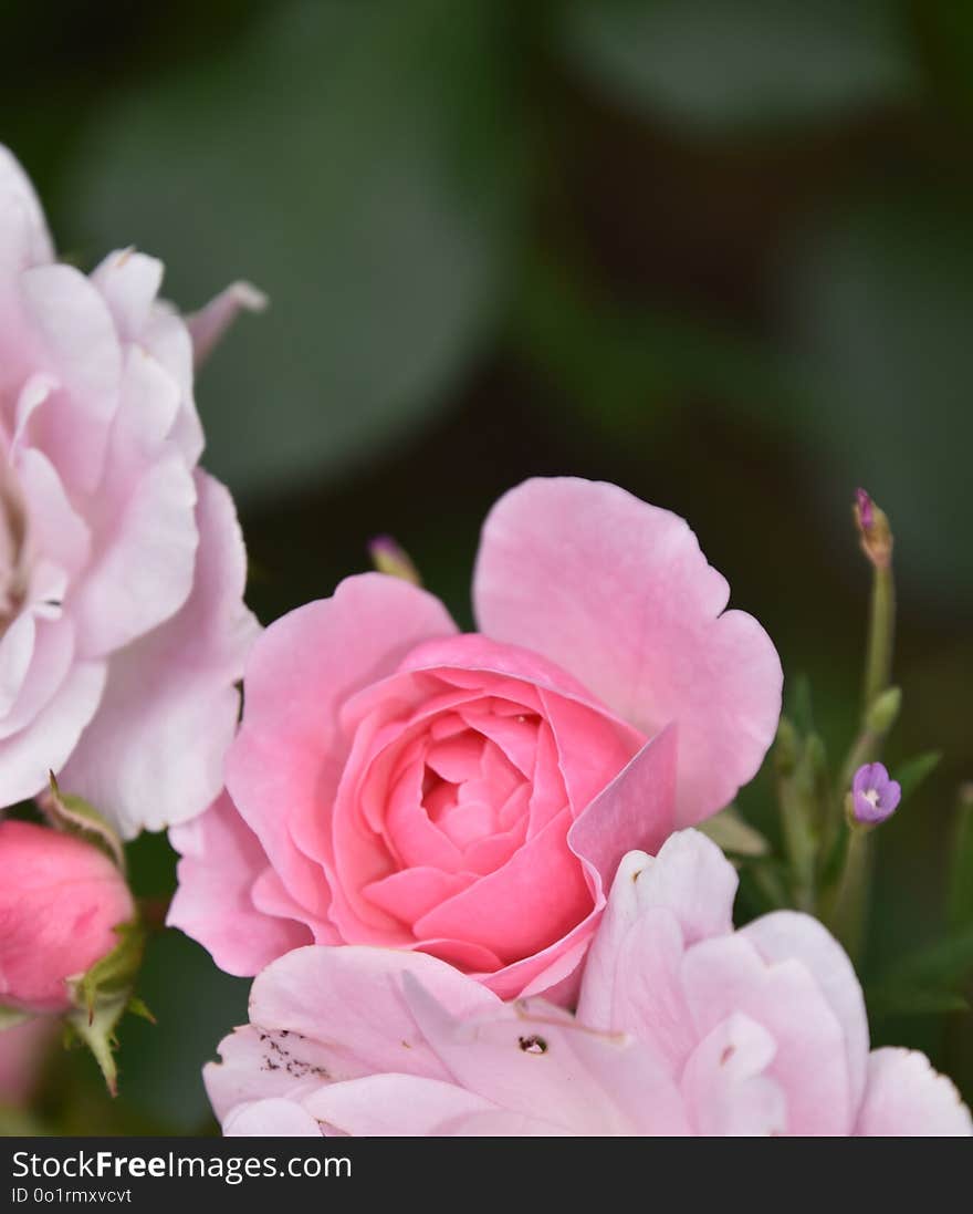 Flower, Rose Family, Pink, Rose