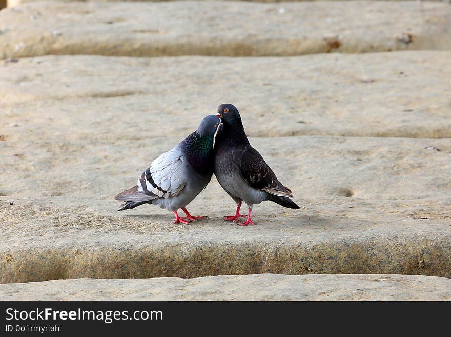 Bird, Pigeons And Doves, Fauna, Beak