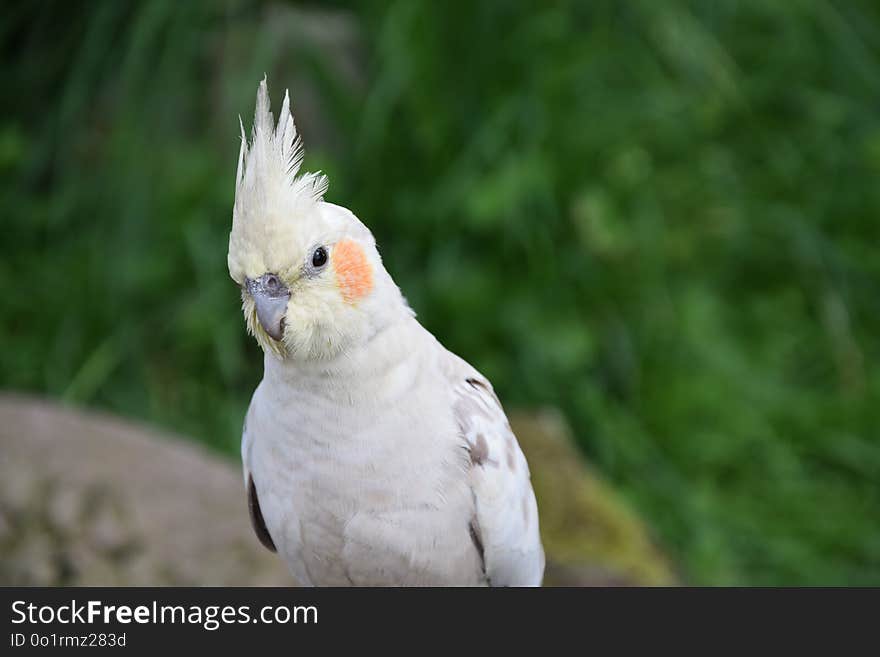 Bird, Parrot, Beak, Cockatiel