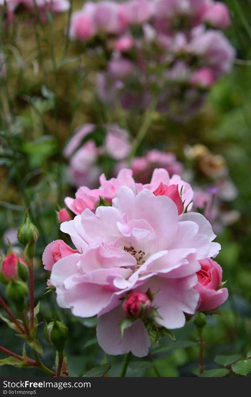 Flower, Plant, Pink, Flowering Plant