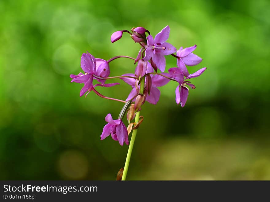 Flower, Flora, Plant, Flowering Plant