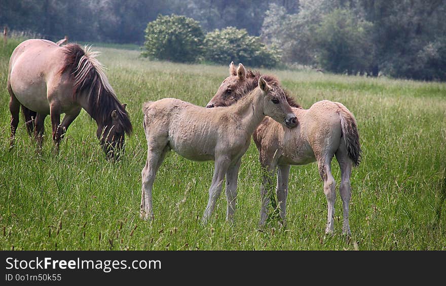 Ecosystem, Pasture, Grassland, Horse