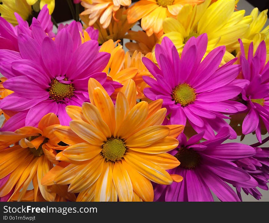 Flower, Yellow, Purple, Flora