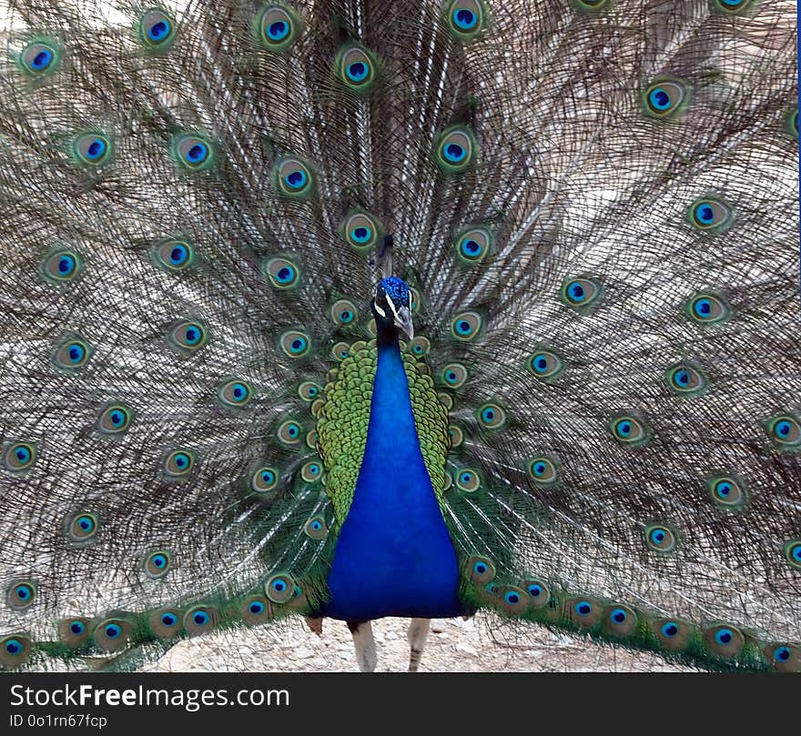 Peafowl, Feather, Galliformes, Phasianidae