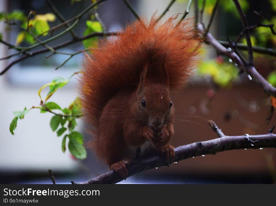 Fauna, Mammal, Squirrel, Branch