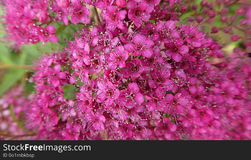 Pink, Plant, Flower, Flora