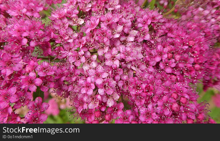 Pink, Plant, Flower, Flora