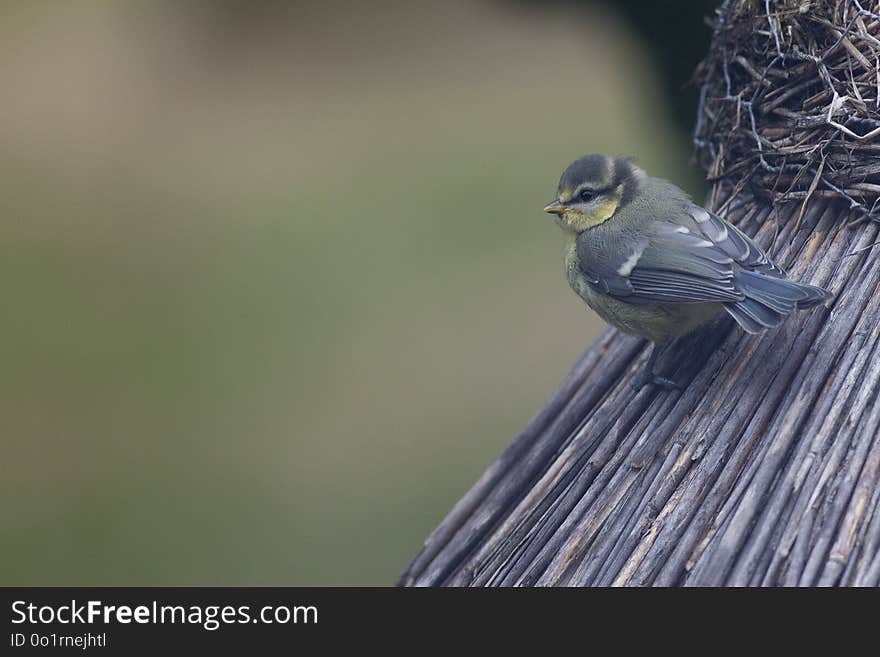 Bird, Fauna, Beak, Finch