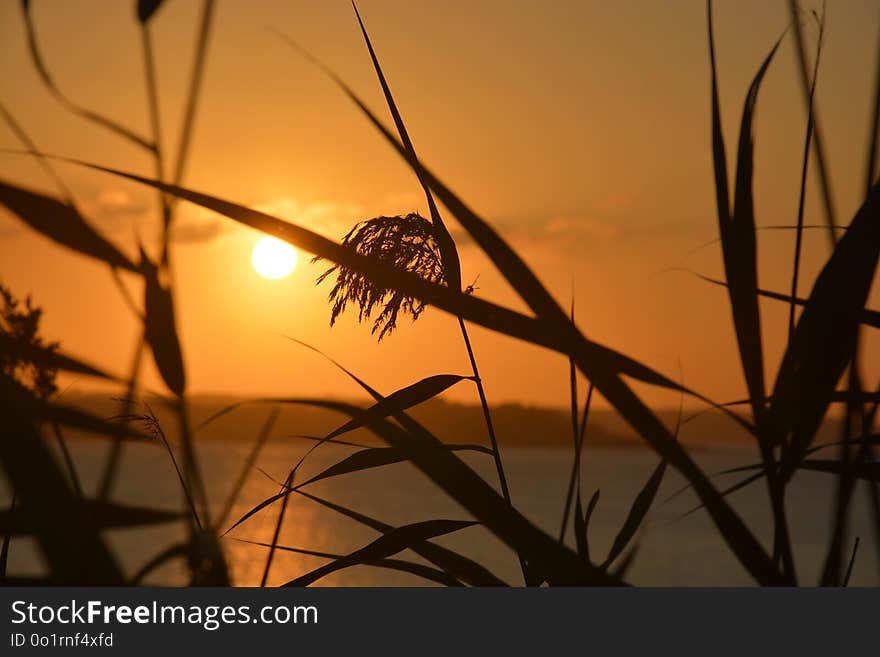 Sky, Sunrise, Morning, Branch