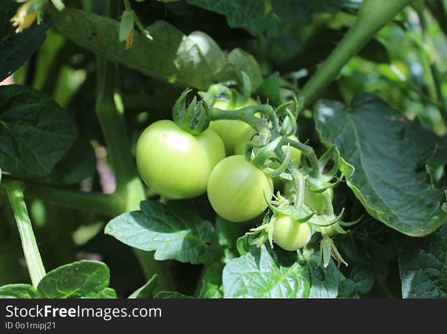 Fruit, Plant, Bush Tomato, Potato And Tomato Genus