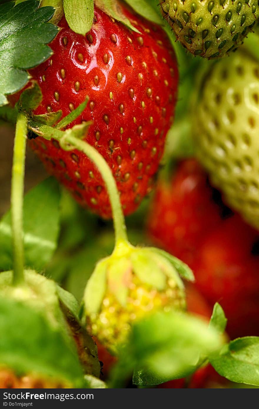 Strawberry, Natural Foods, Strawberries, Fruit