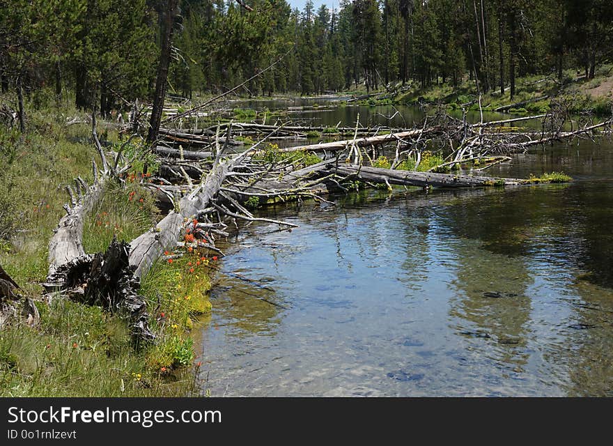 Water, Nature Reserve, Wilderness, Wetland