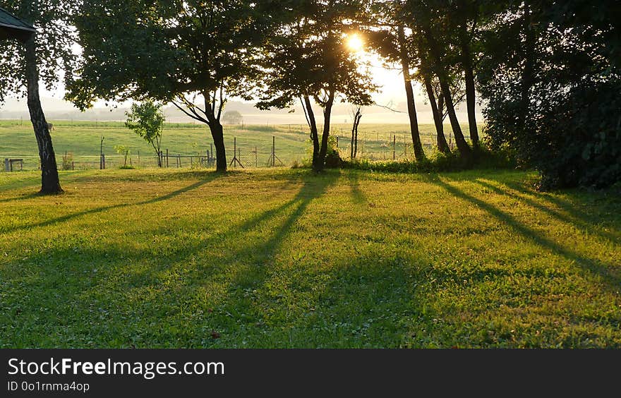 Grassland, Field, Grass, Tree