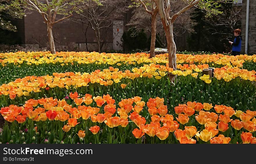 Plant, Flowering Plant, Flower, Botanical Garden