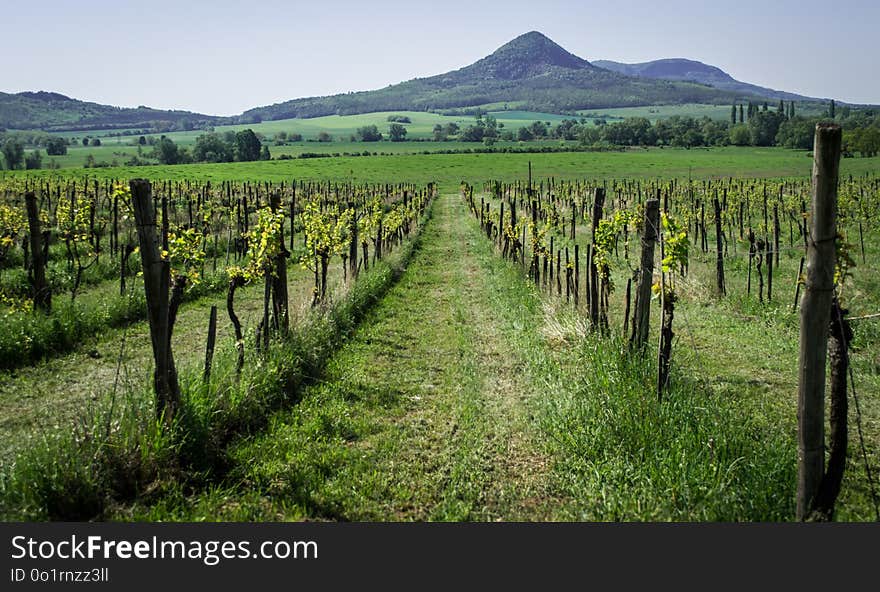 Agriculture, Vineyard, Hill Station, Plantation