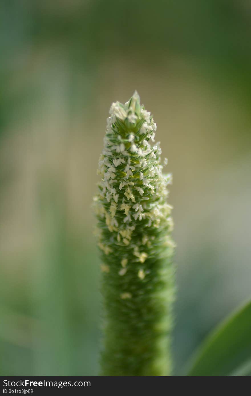 Vegetation, Grass, Close Up, Plant Stem