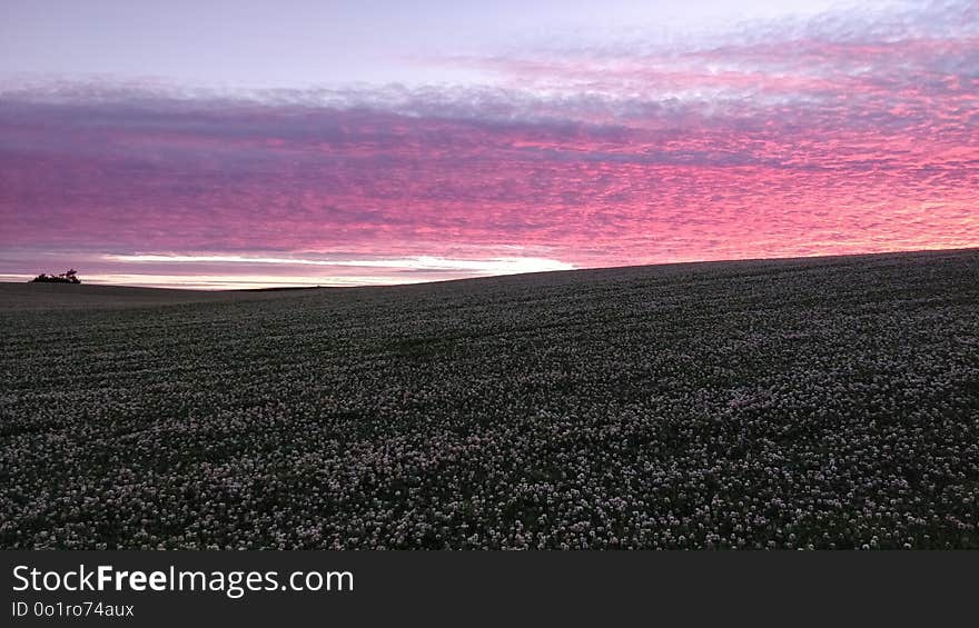 Sky, Horizon, Field, Dawn