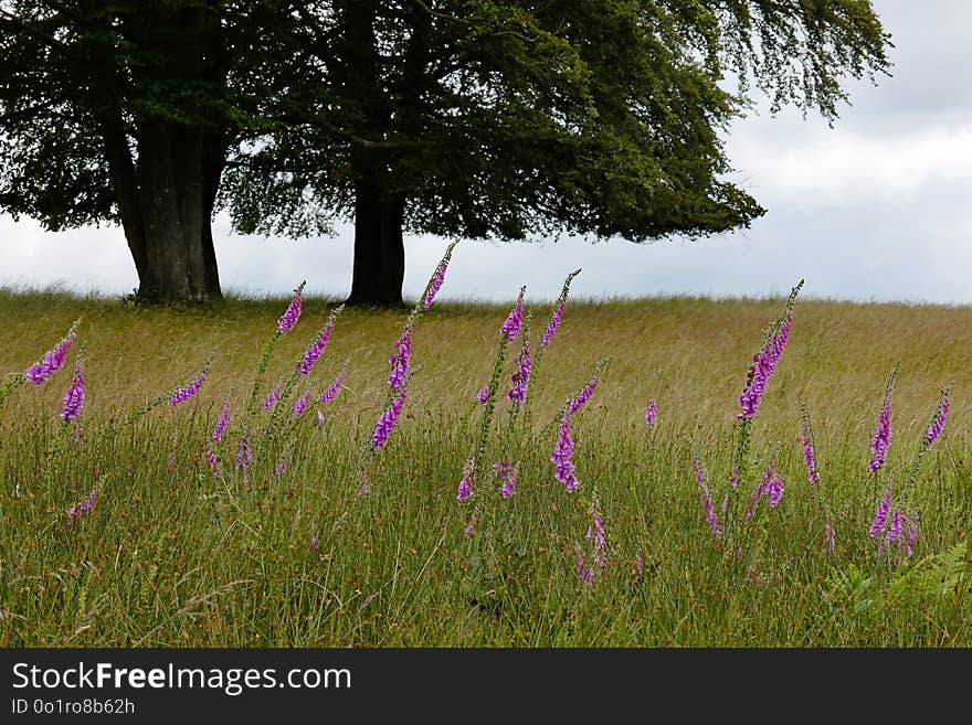 Grassland, Ecosystem, Field, Meadow