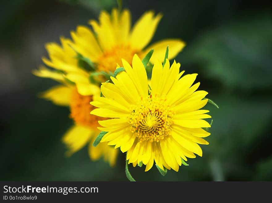 Flower, Yellow, Flora, Wildflower