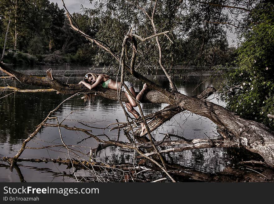 Water, Tree, Reflection, Plant