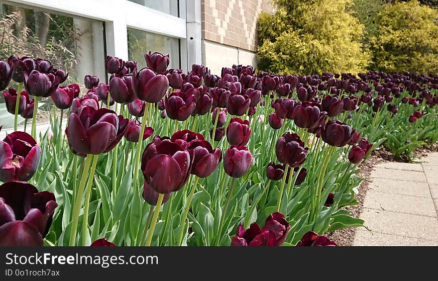 Flower, Plant, Flowering Plant, Tulip