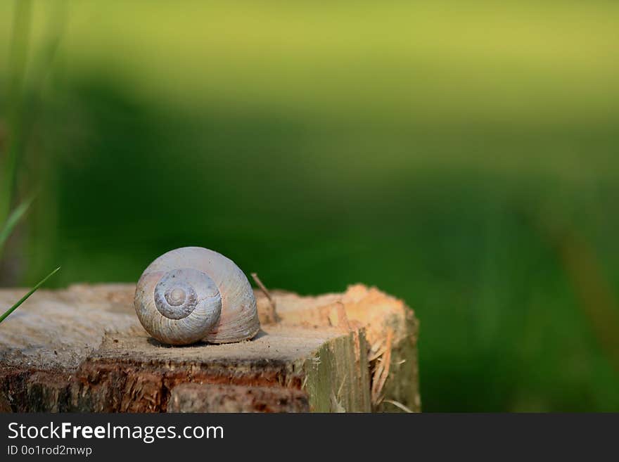 Snail, Snails And Slugs, Grass, Close Up