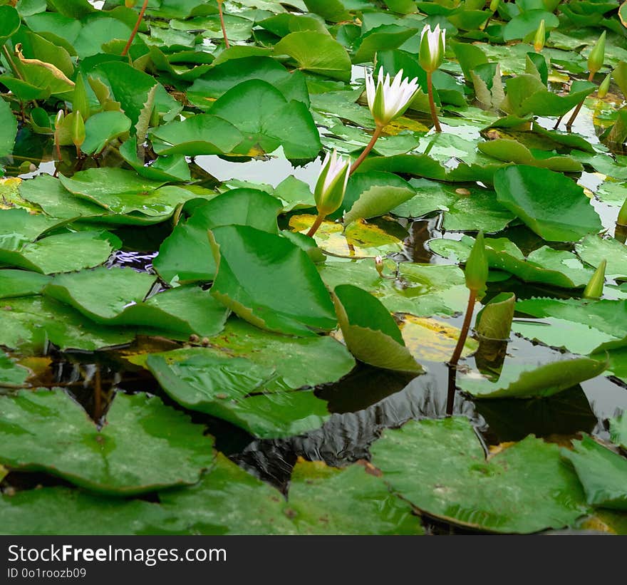 Plant, Vegetation, Leaf, Aquatic Plant