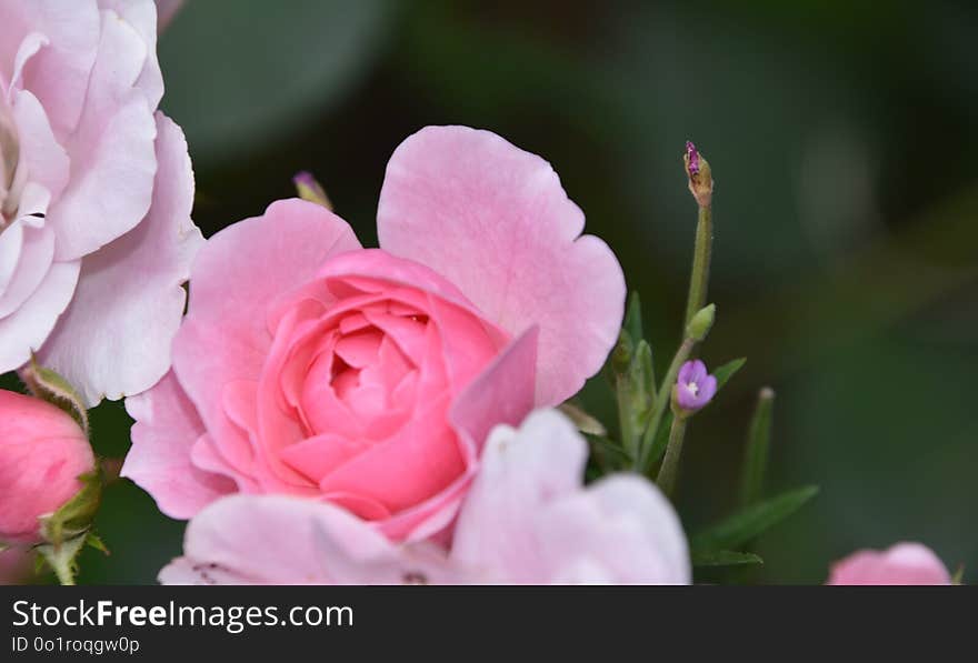 Flower, Rose, Rose Family, Pink