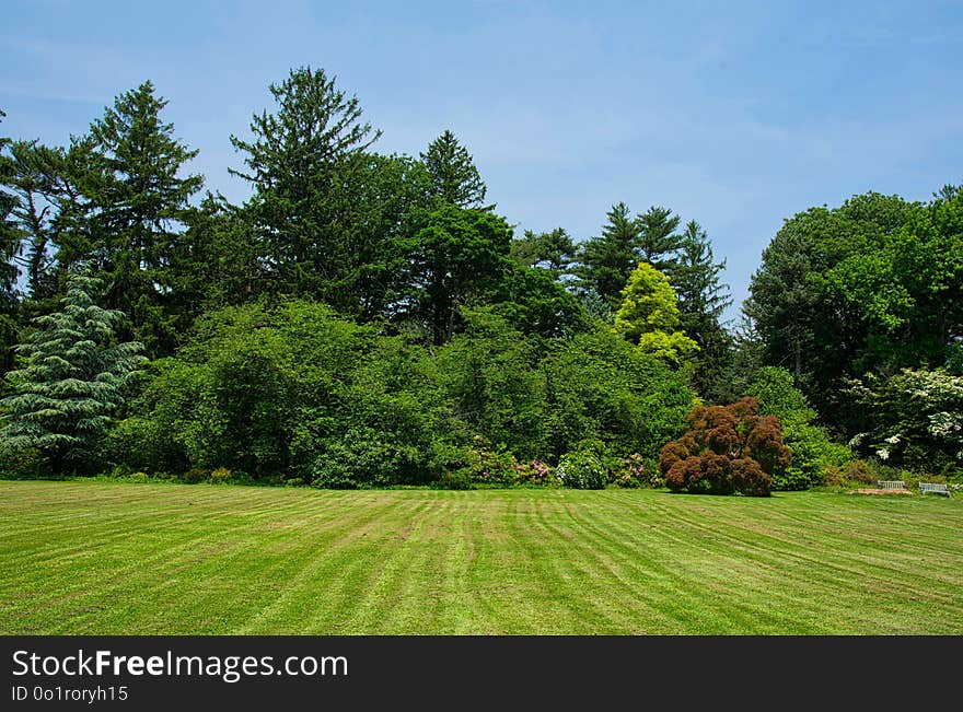 Vegetation, Nature, Tree, Lawn