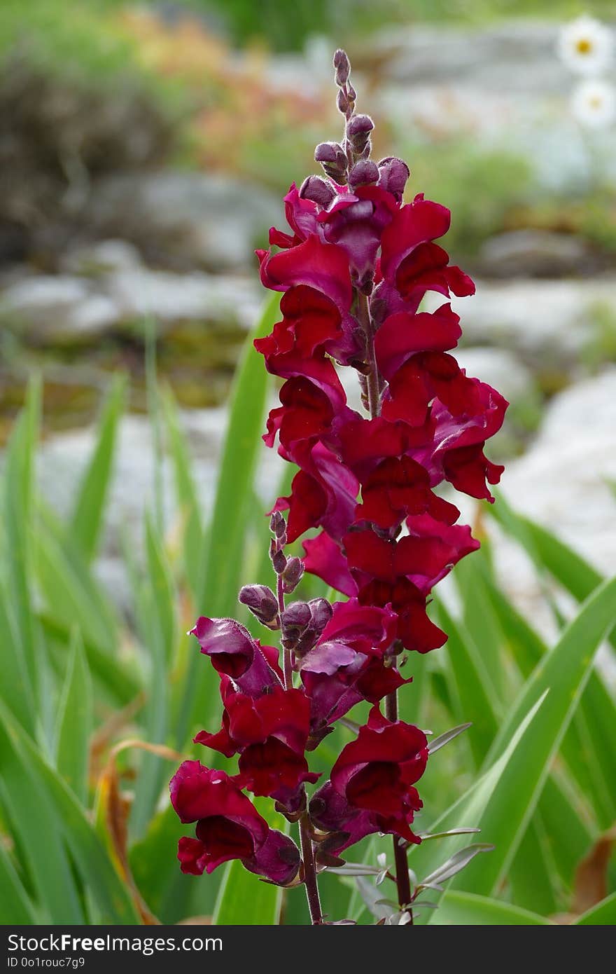 Plant, Flower, Flora, Flowering Plant