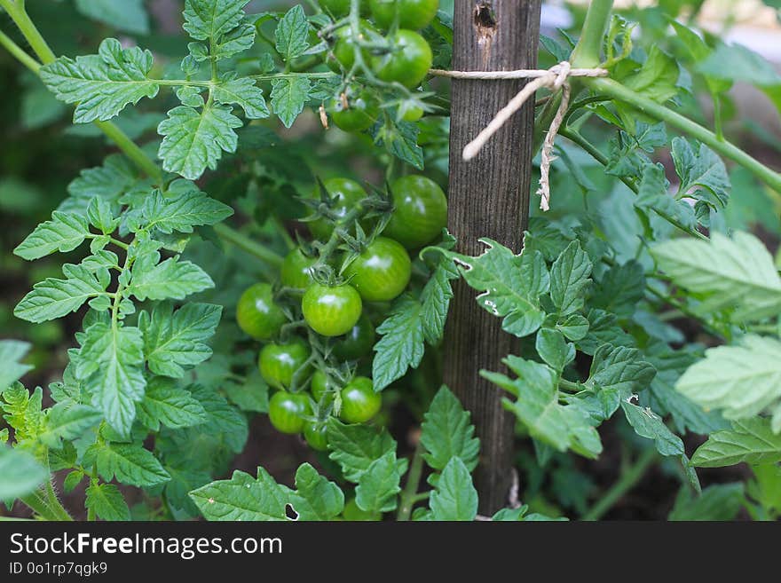 Plant, Leaf, Fruit, Gooseberry