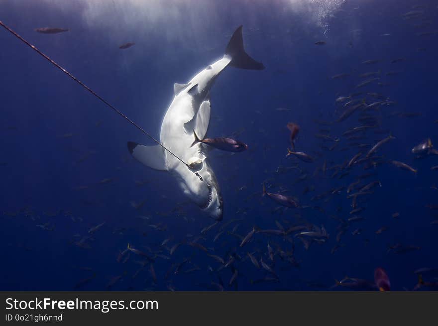 A white shark fighting a shark wrangler for bait. A white shark fighting a shark wrangler for bait