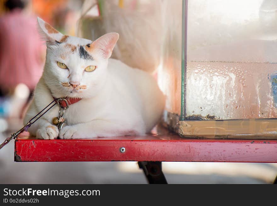 White cat on table