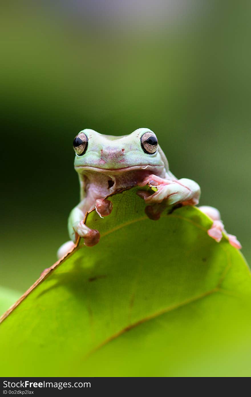 Dumpy frogs, dumpy frogs on the leaves