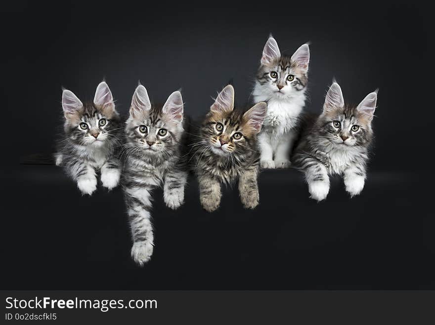 Perfect row of six gorgeous Maine Coon cat kittens sitting and laying beside eachother. All looking straight at camera with green blue eyes. Isolated on black background. Perfect row of six gorgeous Maine Coon cat kittens sitting and laying beside eachother. All looking straight at camera with green blue eyes. Isolated on black background.