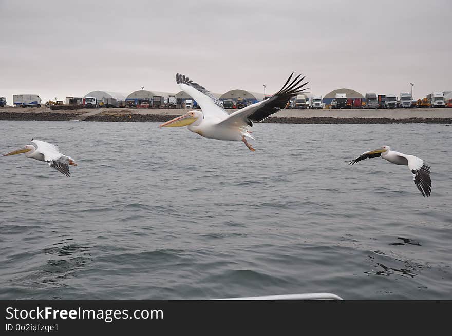 Bird, Water, Seabird, Sea