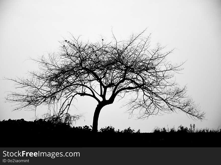 Tree, Sky, Black And White, Branch