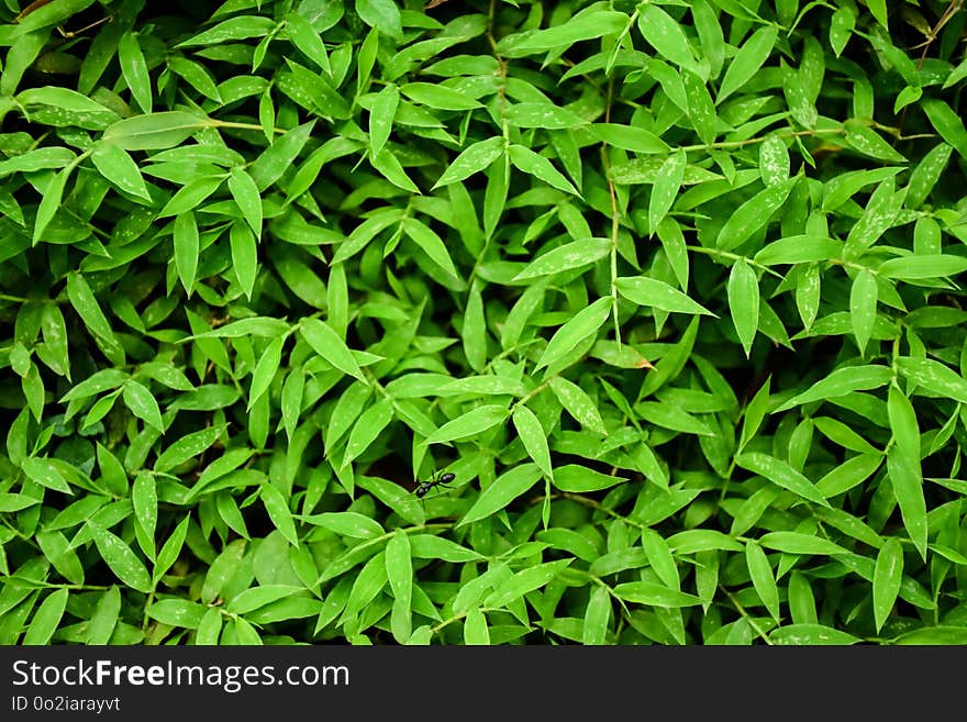 Plant, Grass, Leaf, Groundcover