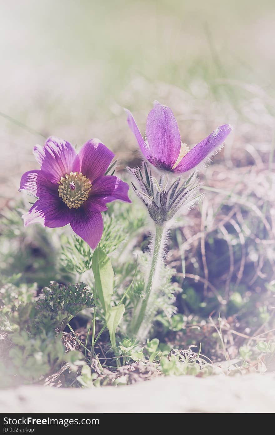 Flower, Purple, Flora, Plant