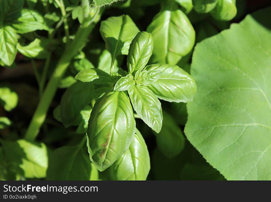 Plant, Leaf, Basil, Herb