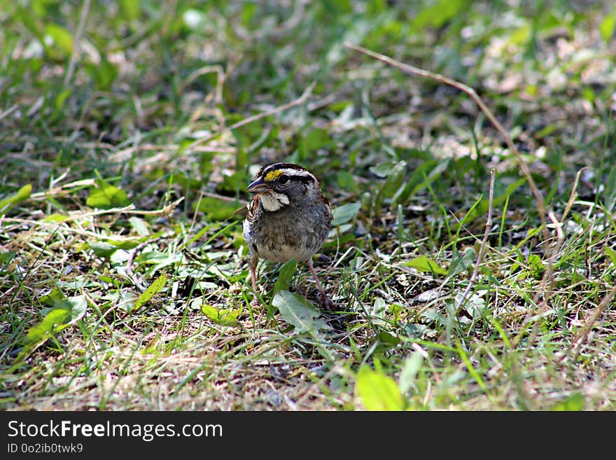 Bird, Fauna, Beak, Sparrow