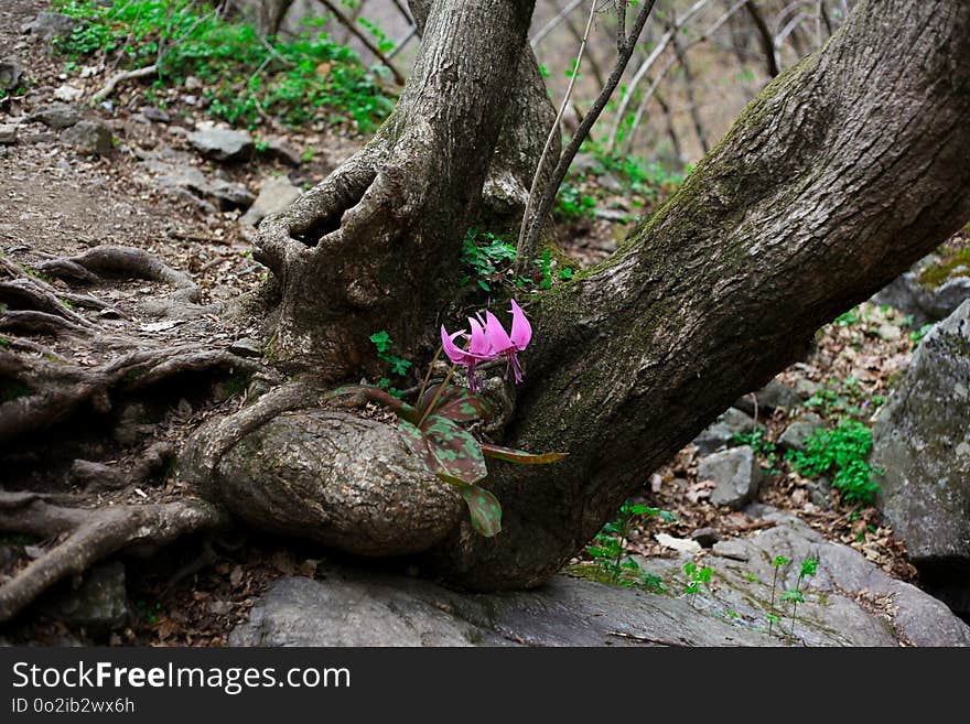 Plant, Tree, Flora, Branch